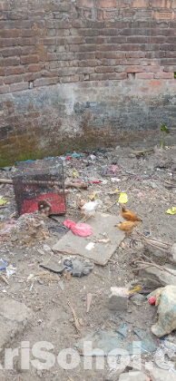 মুরগী বাচ্চা